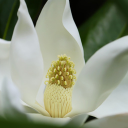 Magnolia flower