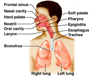 Respiratory System 2nd Semester B.Pharmacy ,BP201T Human Anatomy and Physiology II,BPharmacy,Handwritten Notes,Important Exam Notes,BPharm 2nd Semester,