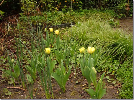 tuintulpen