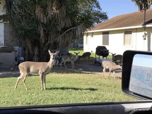 Deer in the yard