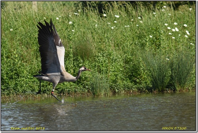 Slimbridge WWT - June