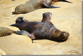 cabo-polonio-colonia-de-lobos-marinhos-3