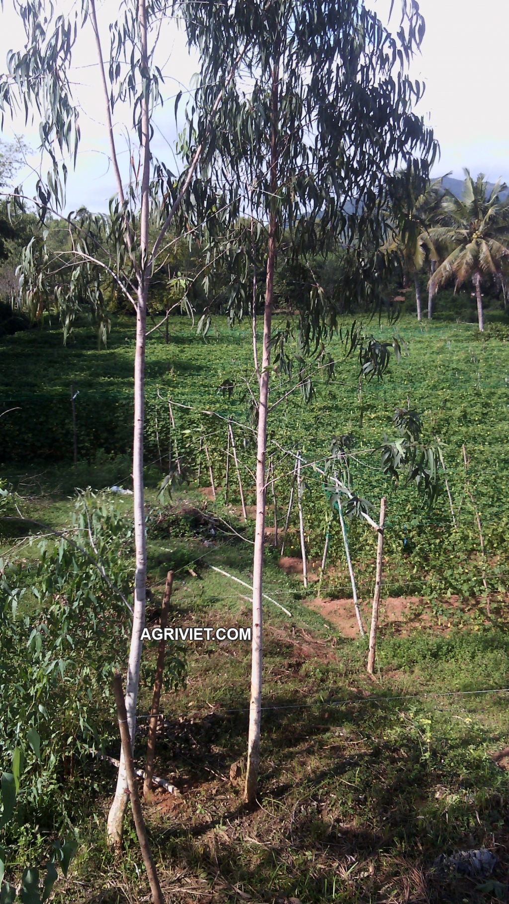 Khổ Qua Được Giá Mất Mùa