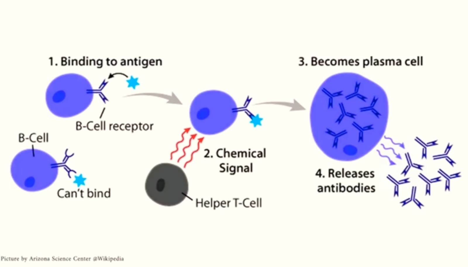 Steam cell plasma фото 20