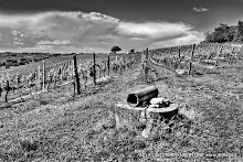 3 maggio 2014 Grana, Alfiano Natta, Grazzano Badoglio, Montachiaro,Montemagno d'Asti - fotografia di Vittorio Ubertone