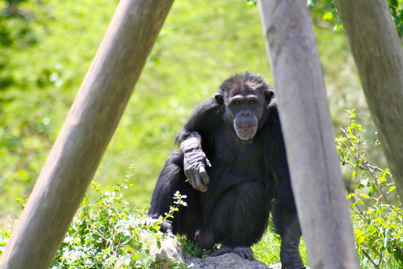 faces of the Tulsa Zoo.