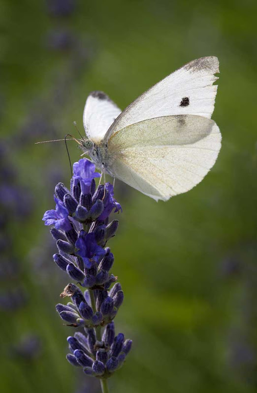 Cabbage White on Lavender