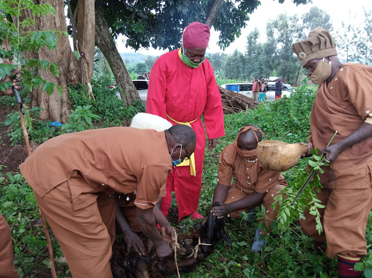 Kirinyaga council of elders slaughtering a ram to appease the Agikuyu god and allow contractors who fell the tree . When a tree comes down, it's bad omen.
