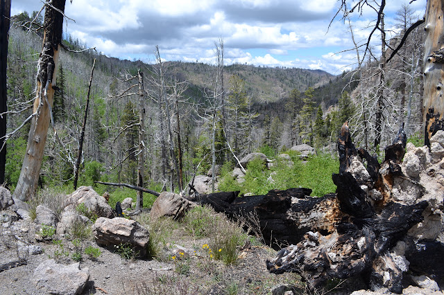 burned trunks and a burned canyon beyond