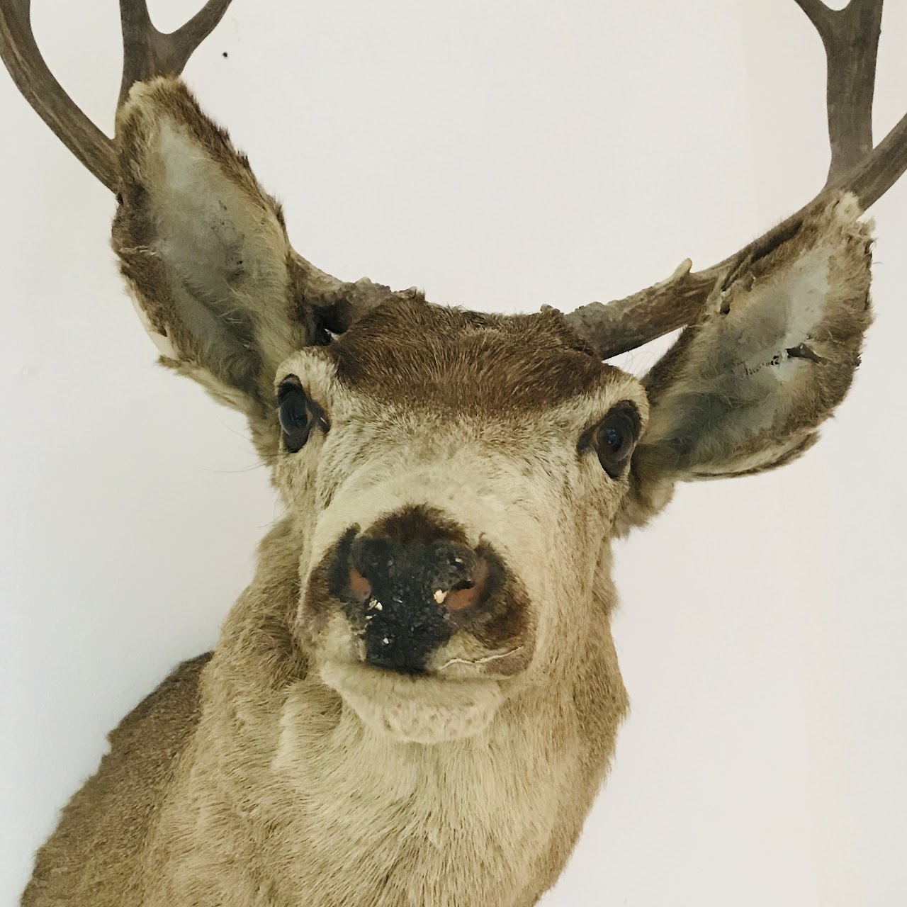 Vintage Deer Taxidermy Specimen