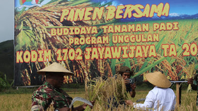 Peduli Ketahanan Pangan Papua Pegunungan, Dandim 1702/JWY Pimpin Panen Bersama Budidaya Tanaman Padi 