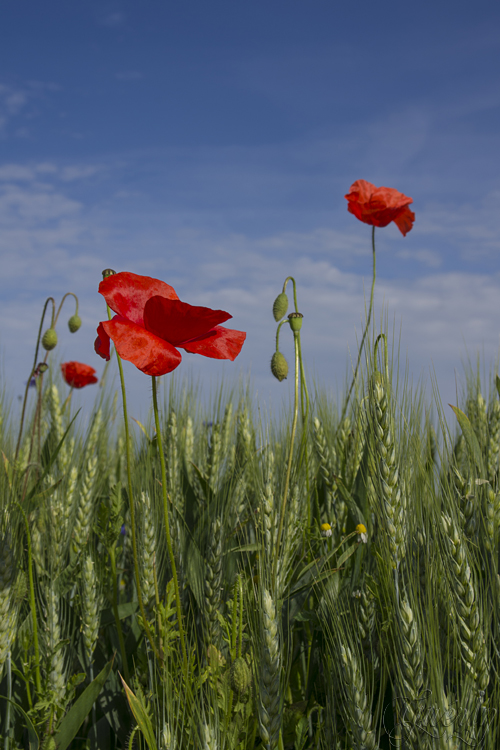 Corn poppy WebSEB1054