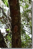 Strange fungus under branches