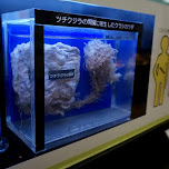 Meguro Parasitological Museum - 目黒寄生虫館 in Meguro, Japan 