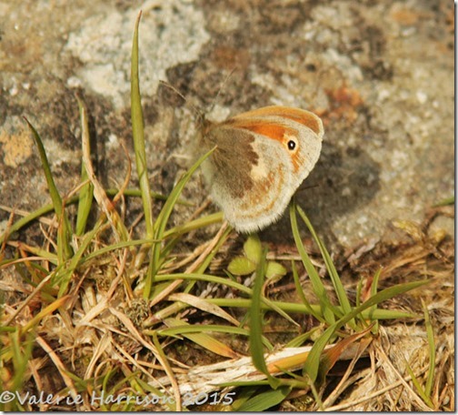 17-small-heath