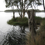 Edge of Myall Lake