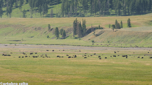 FAUNA Y ZONAS MÁS SALVAJES DE YELLOWSTONE N.P. (USA), Naturaleza-USA (22)