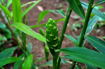 Did you know that India is the largest producer of Ginger (Zingiber officinale) in the world though not its largest exporter, and it is the underground perennial stem (rhizome) of a medicinal herb and spice?