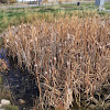 Narrowleaf cattail Lesser bulrush