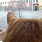 Sven looking out the kitchen window. DSC_2329.JPG
