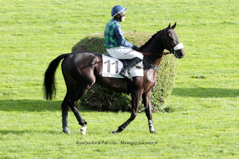 Photos Auteuil 26-09-2015 - Page 2 IMG_4310