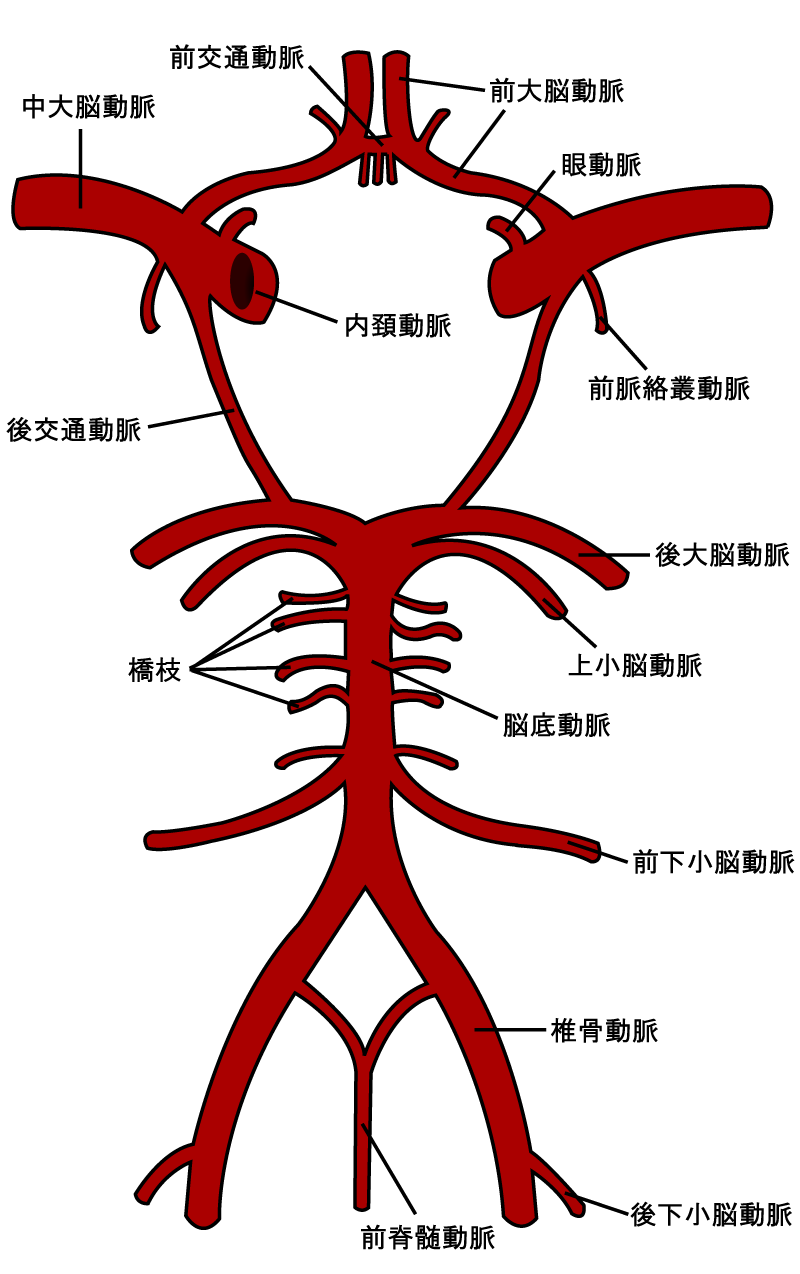 解剖学 国試演習 2 9 循環器系 頭頸部の脈管 徹底的解剖学