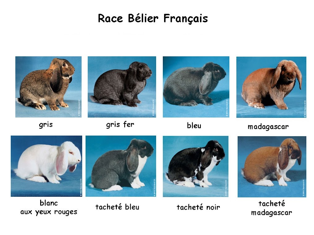 BELIER FRANCAIS