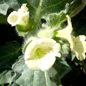 White Henbane. Beleño blanco