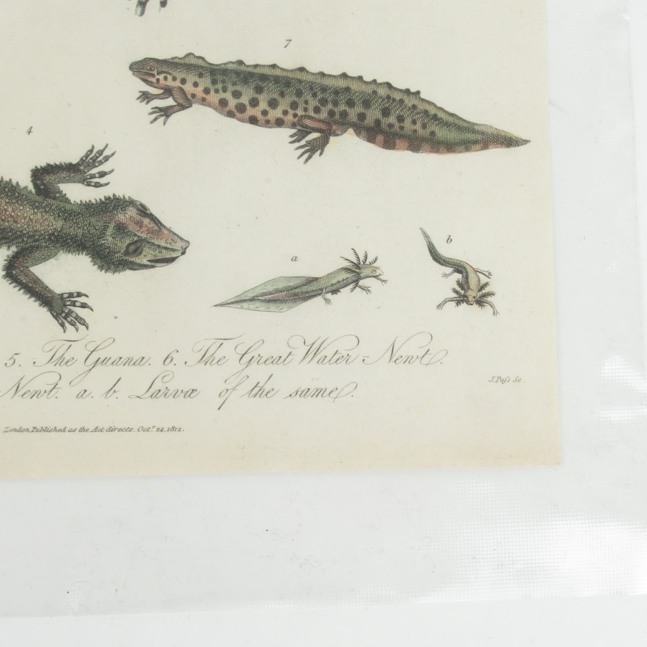 19th C. Reptile & Amphibian Engraved Bookplate Trio