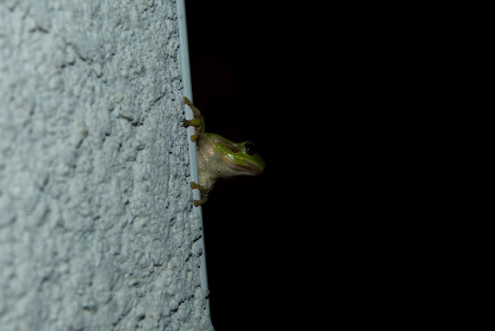 Grenouille de nuit, grenouille de jour P1040239