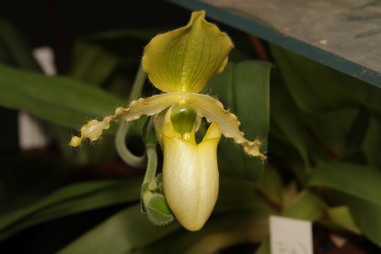 primulinum - Paphiopedilum primulinum  IMG_8836