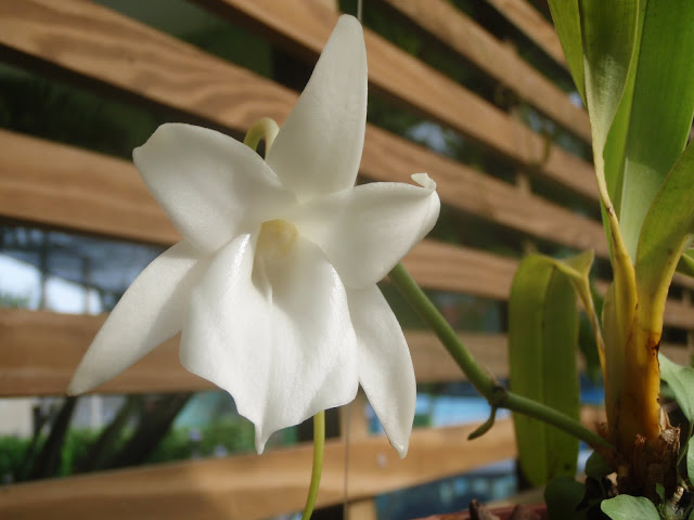 Angraecum magdalenae P3311061