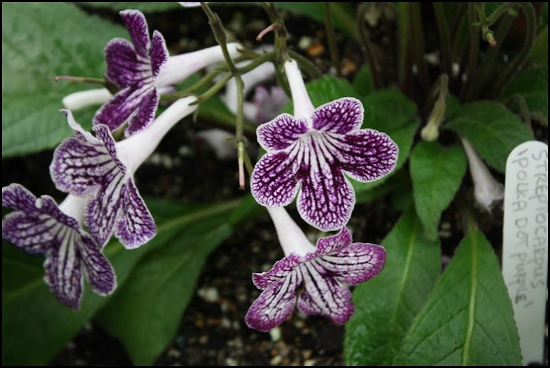 Purple orchids at Lullingstone Castle World Garden