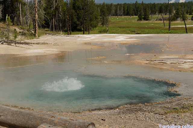 ZONA GEOTERMAL DE YELLOWSTONE N.P. (WYOMING, USA), Naturaleza-USA (7)