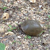 Three-toed box turtle