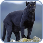 Cover Image of डाउनलोड Black Panther Wallpaper 1.3 APK