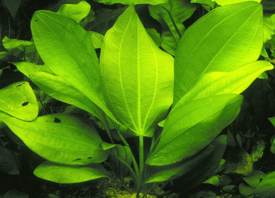 Эхинодорус сердцелистный плавающий (Echinodorus cordifolius fluitans)