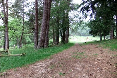 Campas de Larragoien