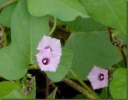 Ipomoea triloba