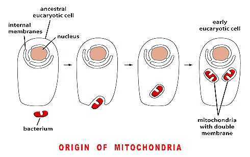 mitochondria-origin