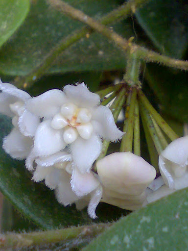 Hoya thomsonii 241020119352