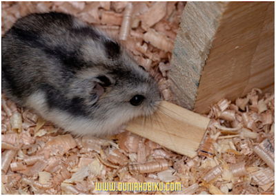 Dwarf Campbell Russian Hamster
