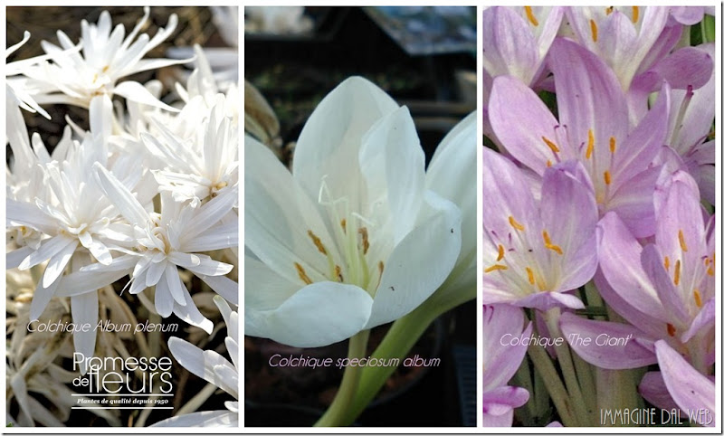 Promesse de fleurs 1 Promesse de fleurs 1