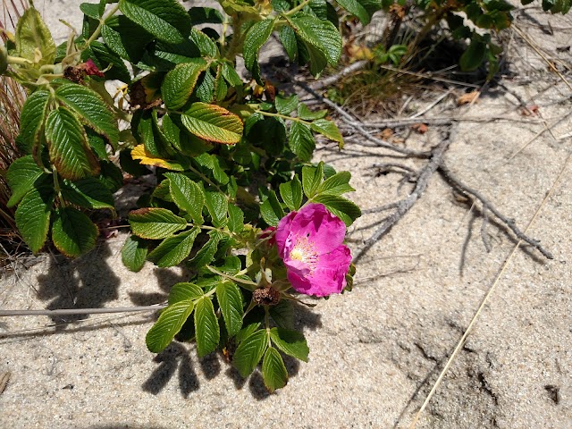 Race Point Beach