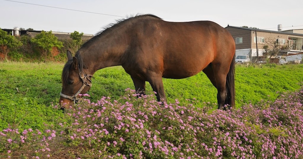 Smelling Kinmen - Isidor's Fugue