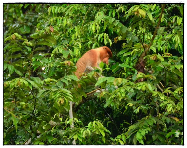 Kinabatangan - Kuala Lumpur, Borneo malayo y Bali (12)