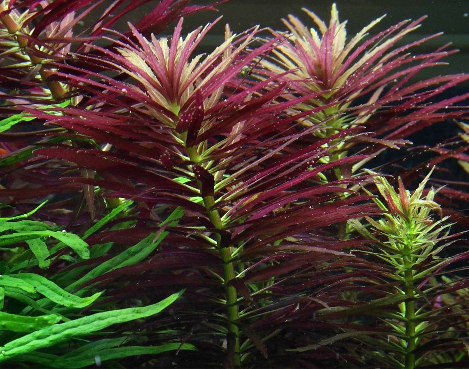 Лимнофила Хипройдес (Limnophila hippuroides)