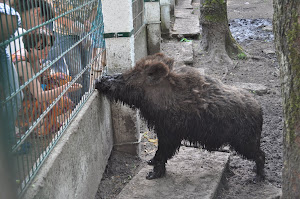 27-29 мая белорусская бойня