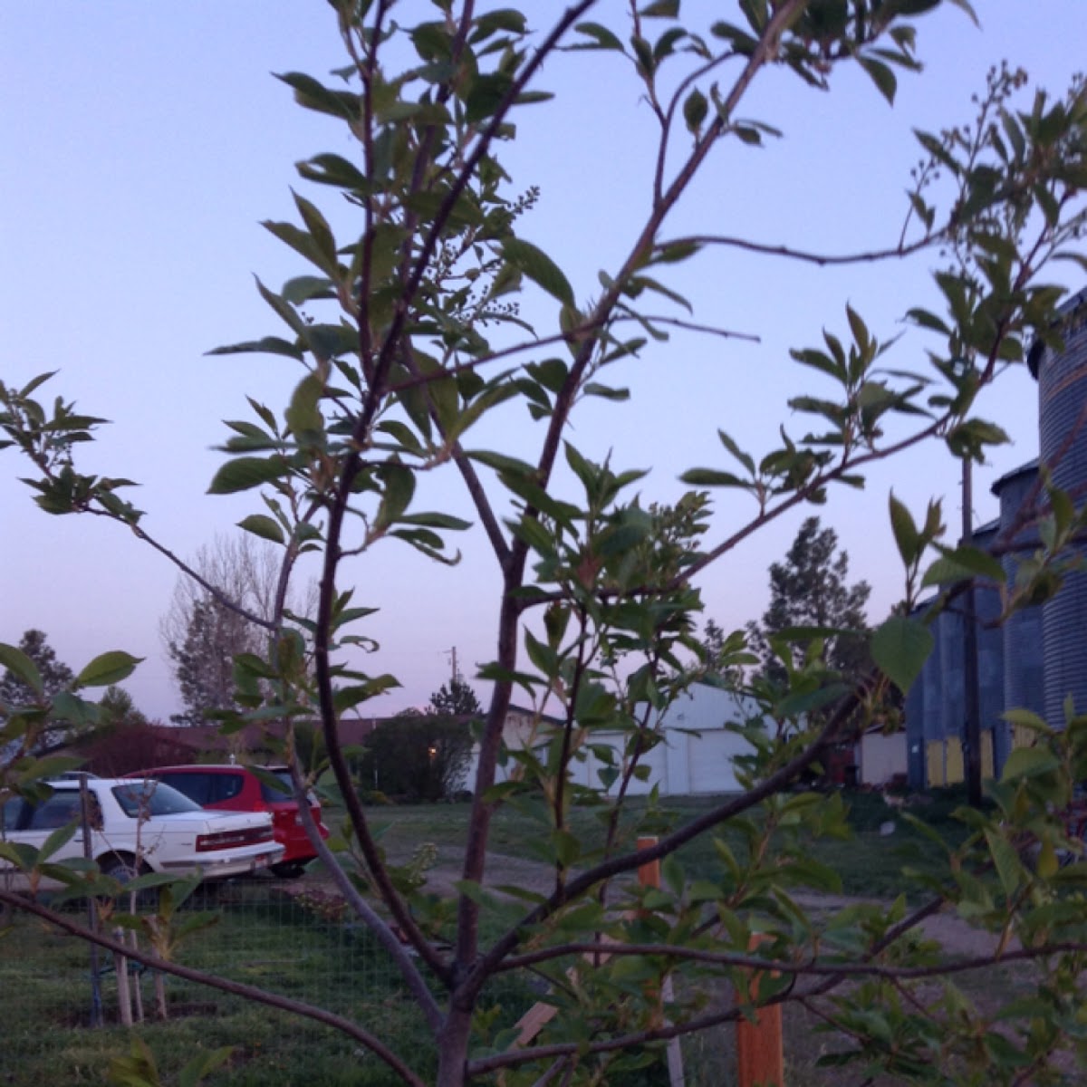 Chokecherry Tree