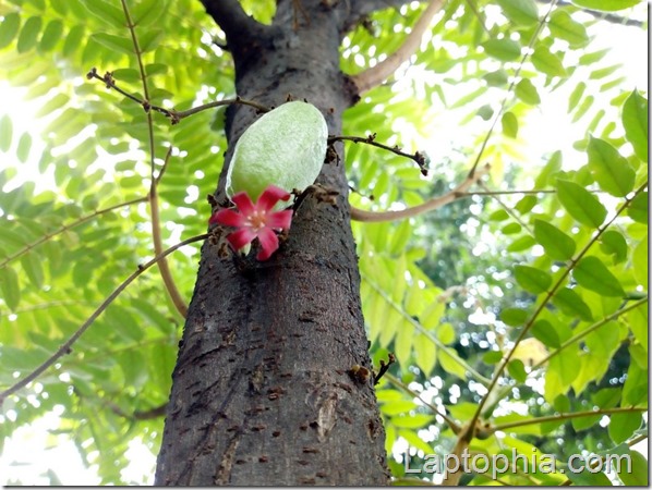 Hasil Foto Kamera Motorola Moto E4 Plus Hasil Foto Kamera Motorola Moto E4 Plus